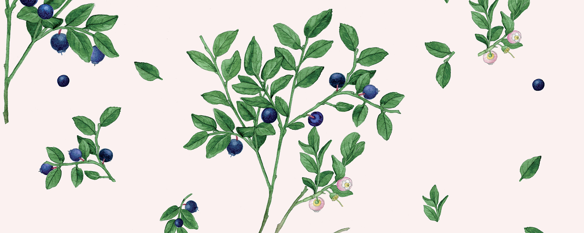Blueberry Blues – Light Pink