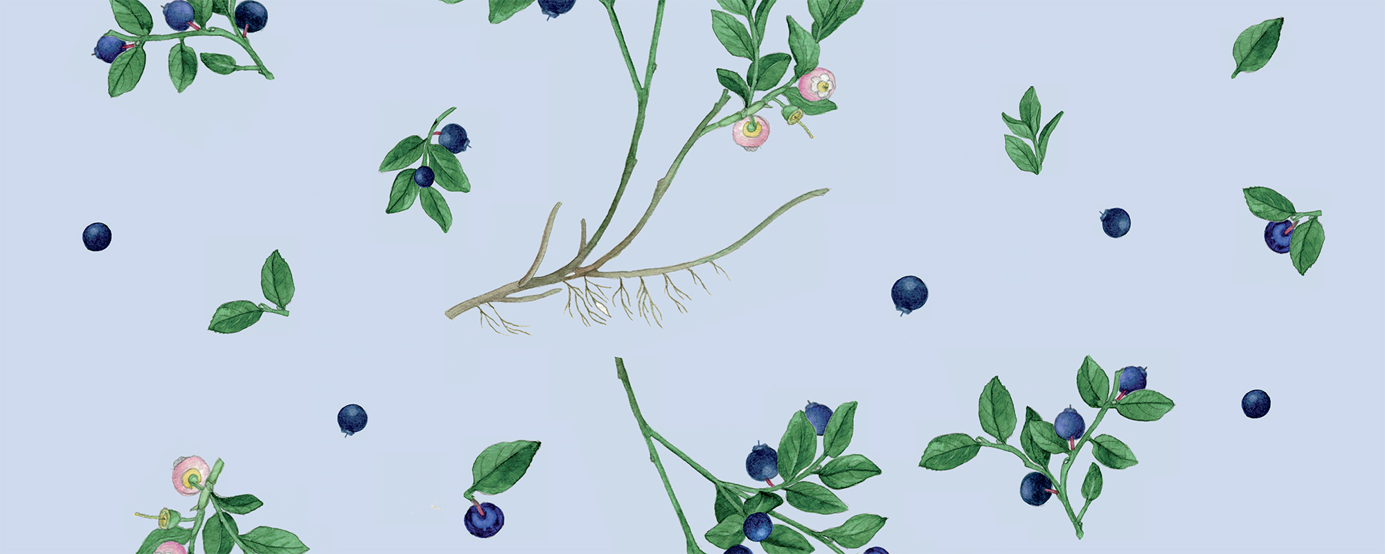 Blueberry Blues – helesinine