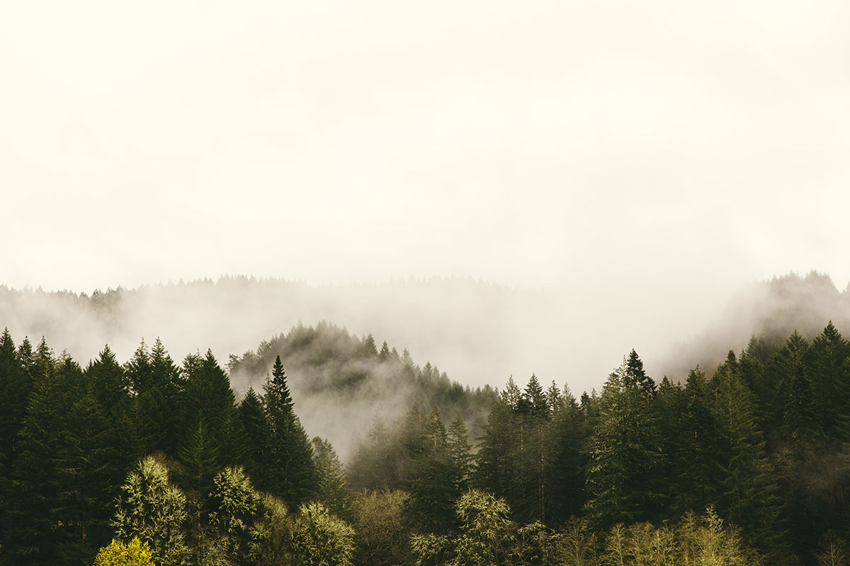 Misty Treetops