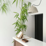 Bamboo Dream
