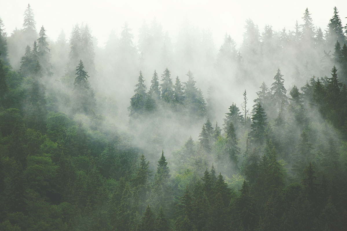 Foggy Fir Forest