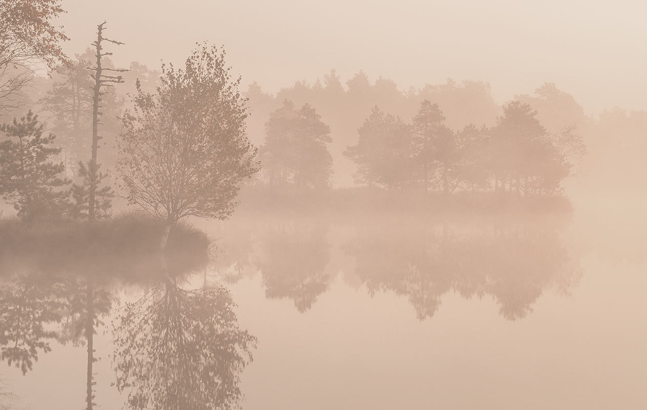 Photo wallpaper Morning Bog