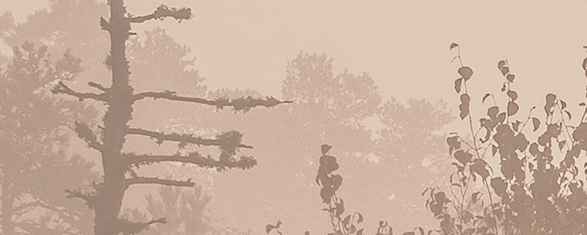 Photo wallpaper Morning Bog