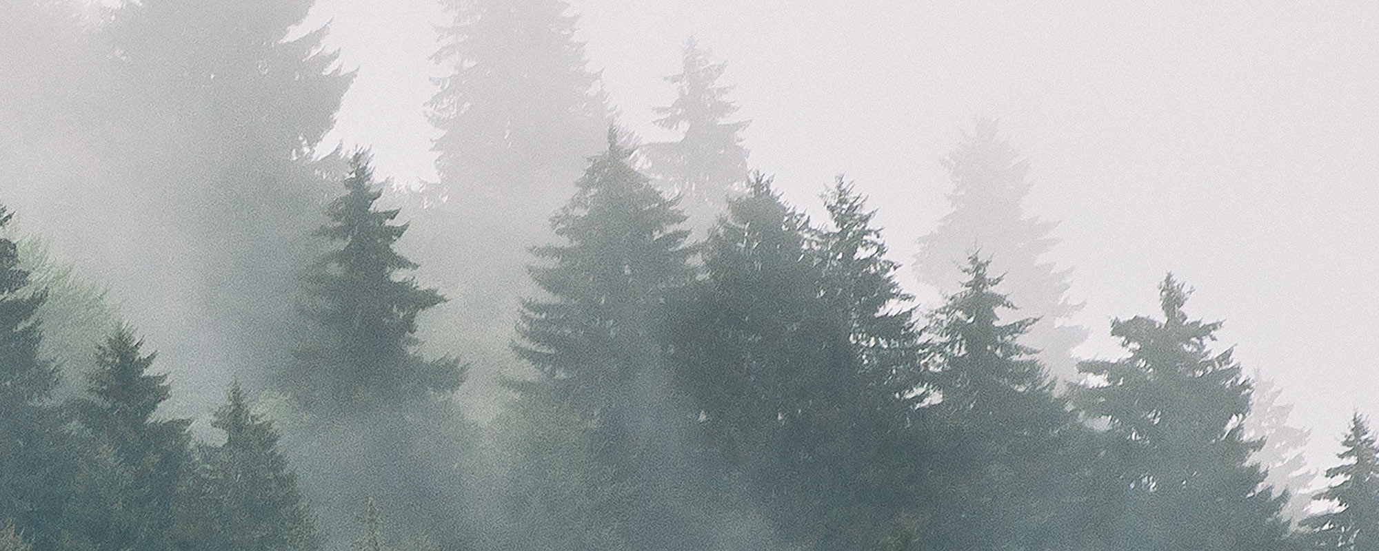 Photo Walllaper Fog Forest