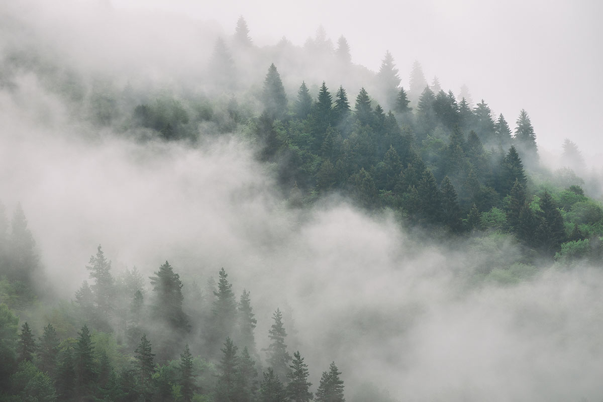 Photo Walllaper Fog Forest