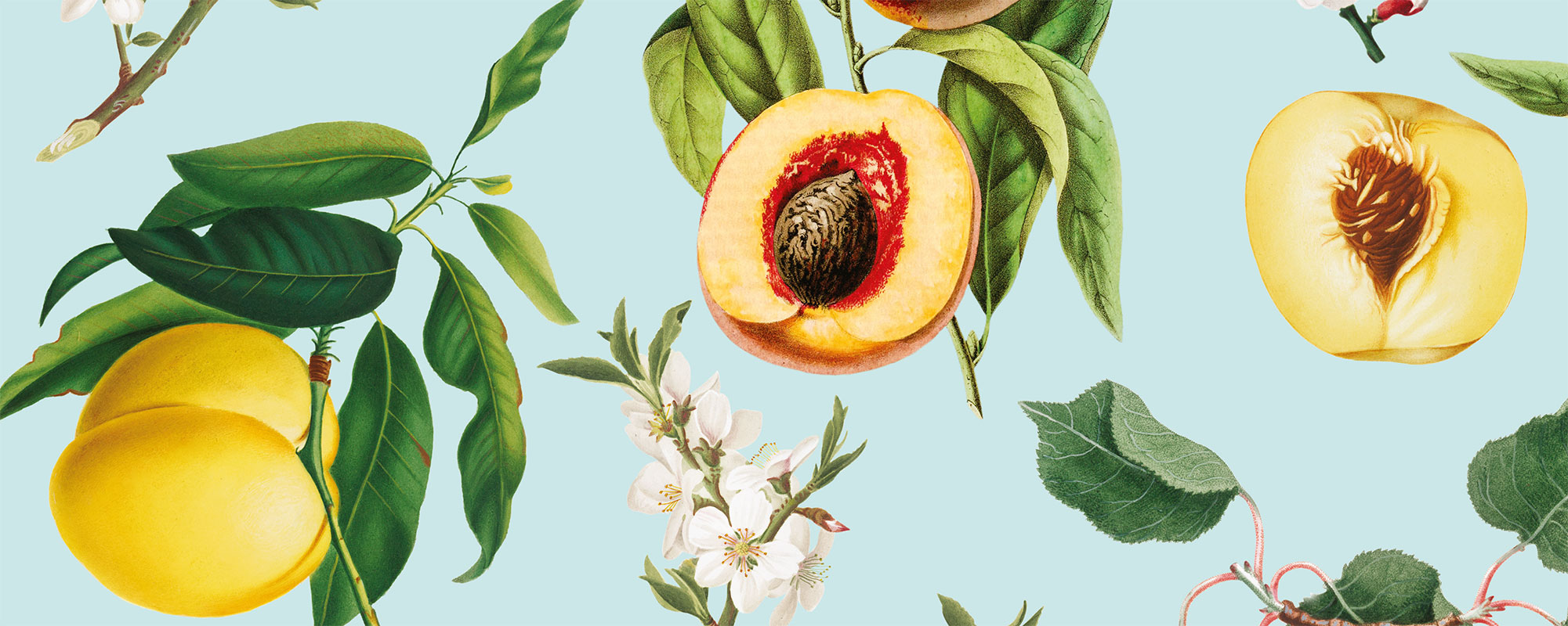 Peach Bellini – Turquoise