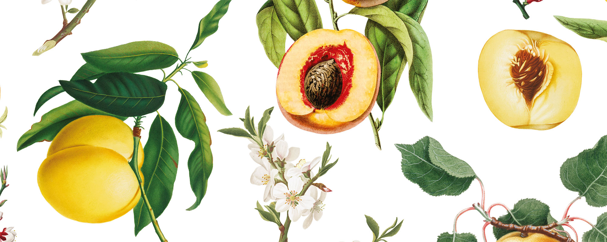 Peach Bellini – White