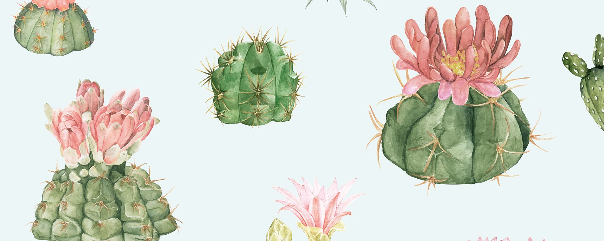 Kaktuse Klara – helesinine
