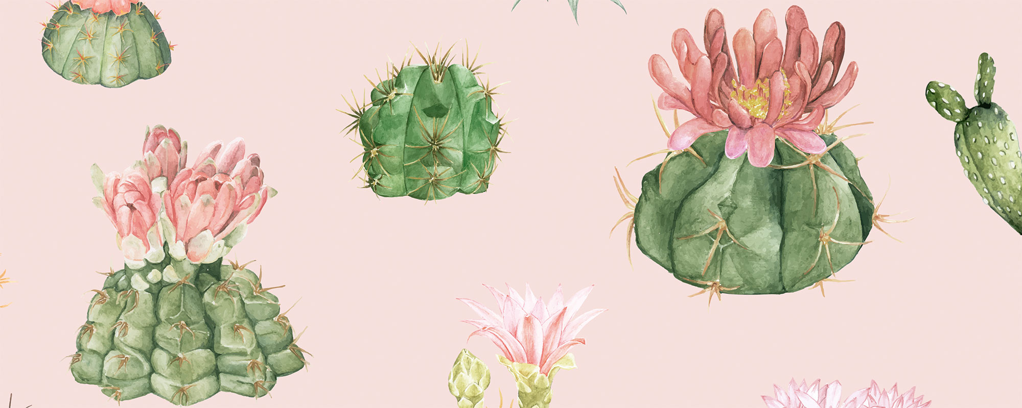 Kaktuse Klara – roosa