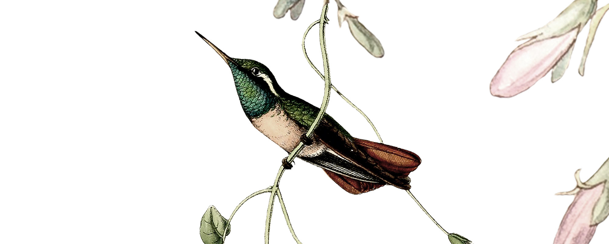 Hummingbirds Hedge