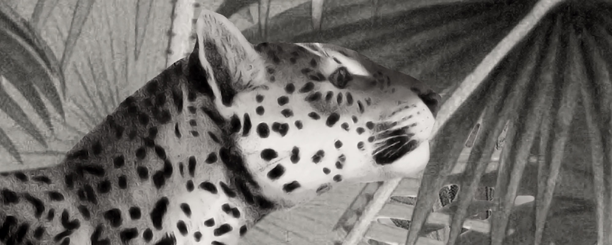 Leopardide oaas – mustvalge