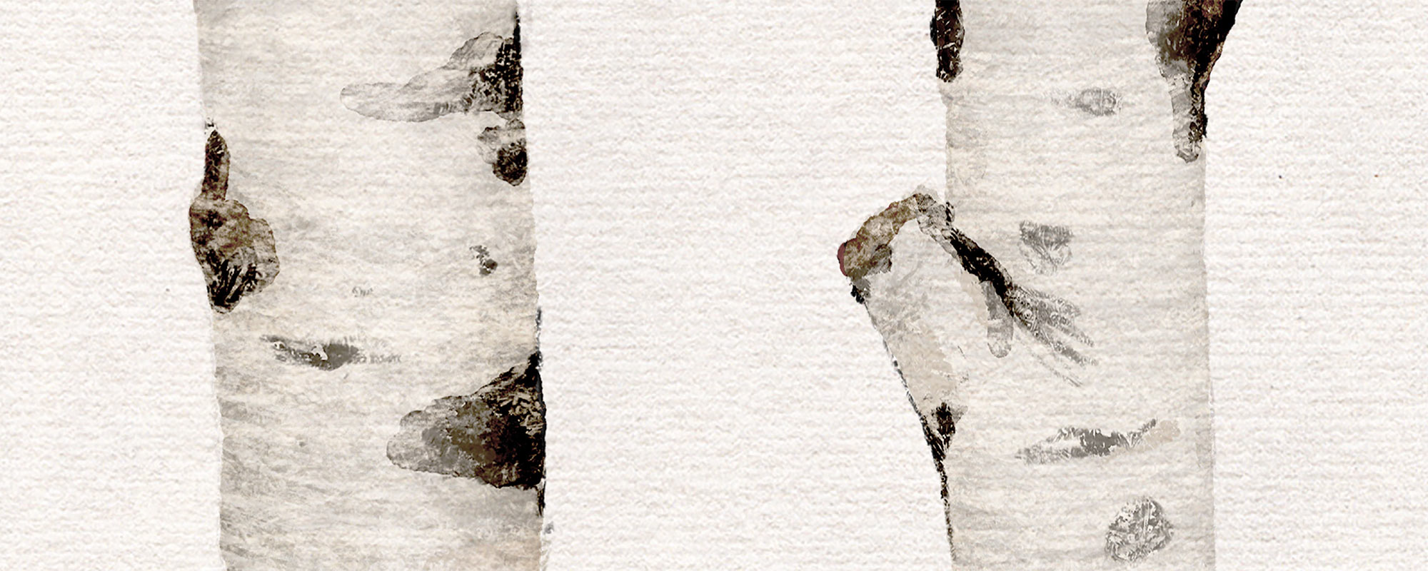 Birch Trees
