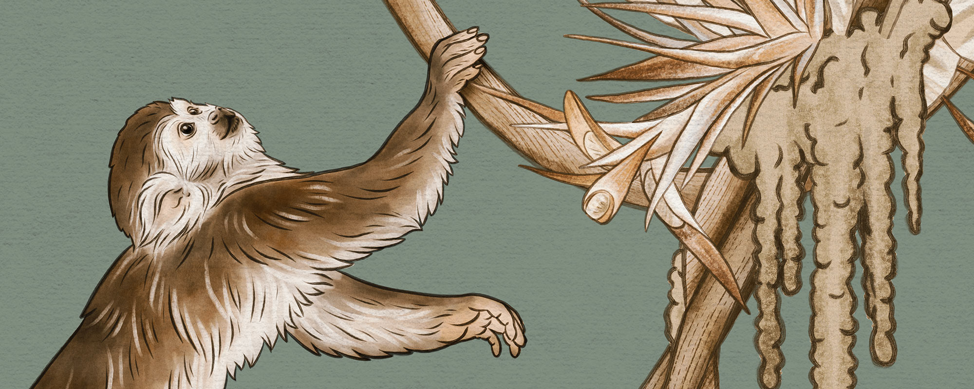 Troopiline sviit – sinakasroheline