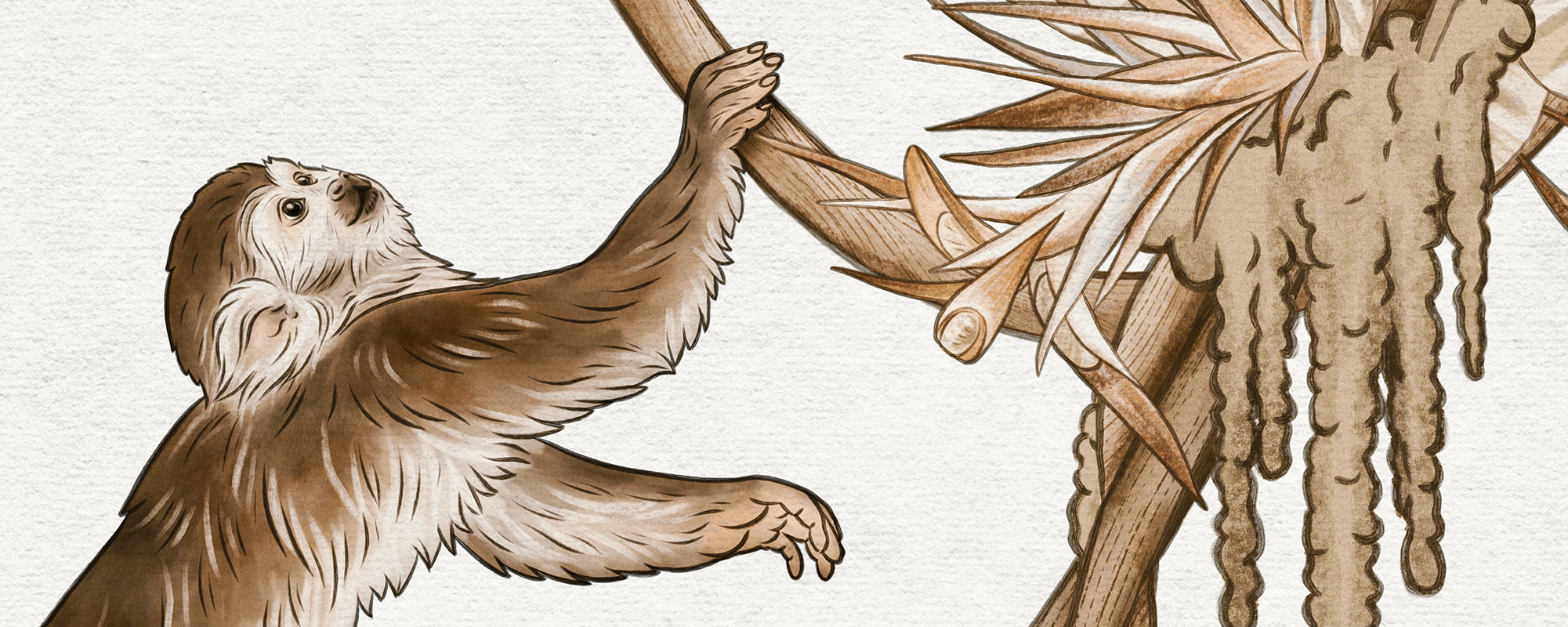 Playful Monkeys – Vintage White