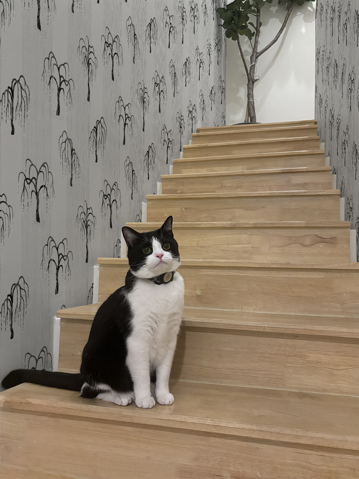 Weeping WiIlow – Pearl Grey