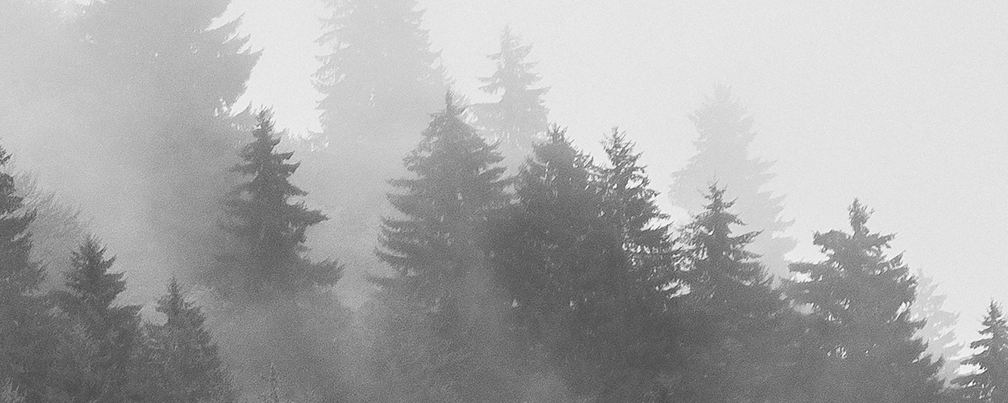Photo Walllaper Fog Forest – Black & White
