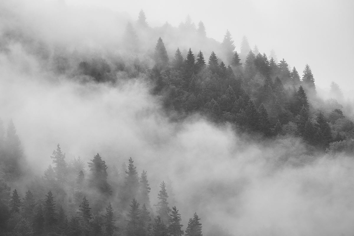 Photo Walllaper Fog Forest – Black & White